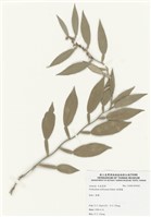 藏品(柚葉藤)的圖片